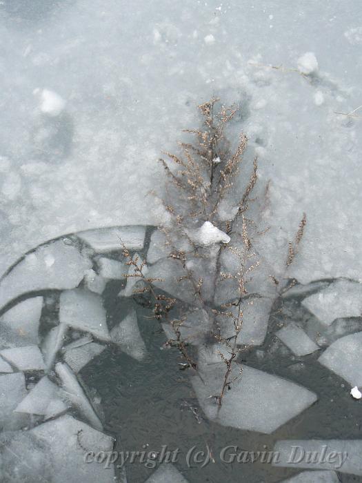 Ice patterns, Winter, Hampstead Heath P1070467.JPG